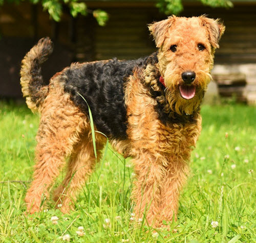 Airedale Terrier