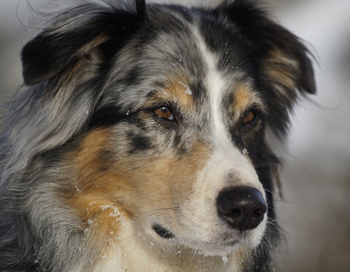 Australian Shepherd