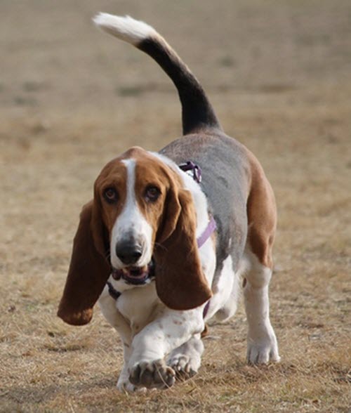 Basset Hound