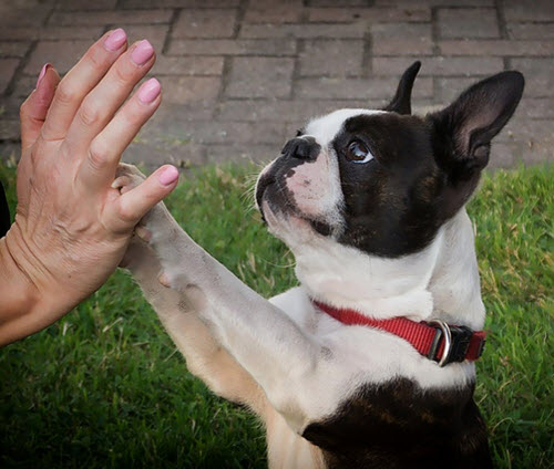 Boston Terrier