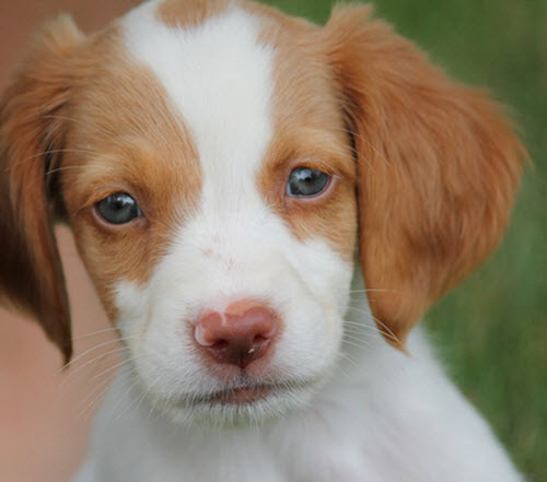 Brittany Spaniel